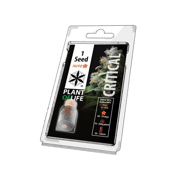 Graine de collection CRITICAL AUTO